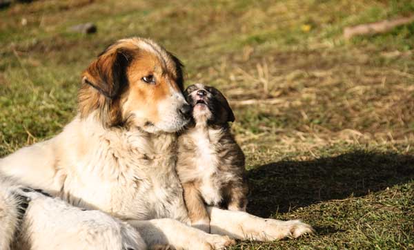 Mother-&-Puppy