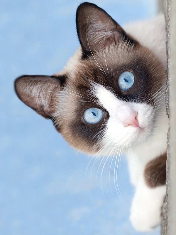 Cat with blue eyes looking at camera