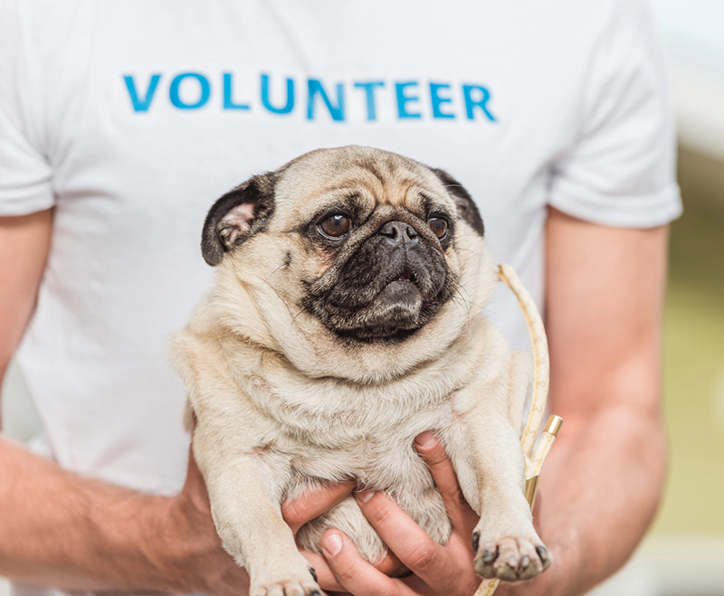 Volunteer holding small pug dog